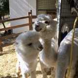 Il �Basilicata Alpaca� si trova ad Acerenza, in provincia di Potenza: oltre a produrre l�ambita fibra tessile offre (a pagamento) momenti di svago e laboratori legati ai 15 camelidi ivi ospitati